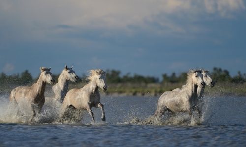 Les cheveux blancs sauvage de Camargue galopant dans un étang