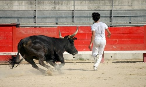 Courses camarguaises dans les arènes du Grau-du-Roi, un homme en blanc est poursuivi par un taureau noir