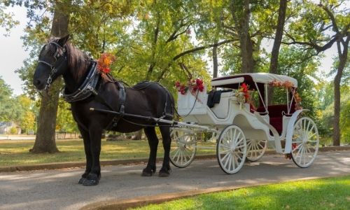 Une calèche blanche d’époque tiré par un cheval brun
