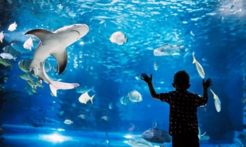 Un enfant devant la vitre d’un aquarium, des requins et poissons nagent