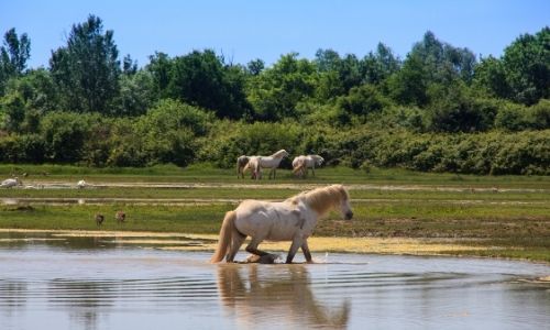 Les cheveux sauvages au pelage blanc se promène dans les terres humides de Camargue