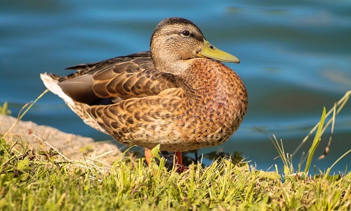 Un canard sauvage brun sur une margelle au bord de l’eau