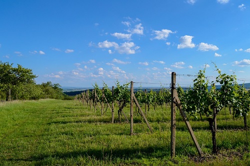 Des vignes poussent sur une colline. En arrière plan on voit la plaine et un grand ciel bleu 