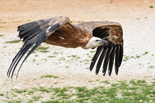 Un vautour des pyrénées survolant une plaine rocailleuse	