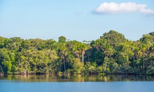 La jungle du parc national Yasuni en Equateur