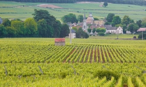 Les vignobles de Beaune et la ville avec ses toits en tuiles vernissées en fond 