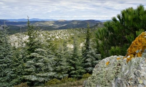 Parc régional du Haut Languedoc, ses reliefs et ses pins 
