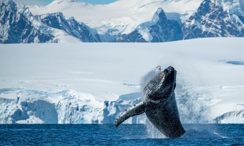 Une baleine à bosse sautant de l'eau devant la péninsule Antarctique