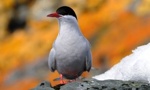 Une sterne d'Antarctique des îles Shetland