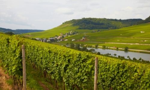 Les charmants vignobles au coeur de la campagne d'Alsace