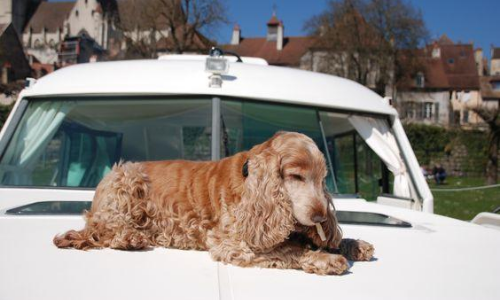 Chien à l'avant d'une pénichette 