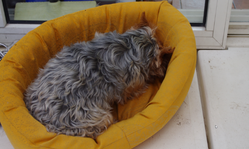 Petit chien dans son panier orange